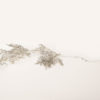 Branche argent