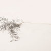 Branche argent