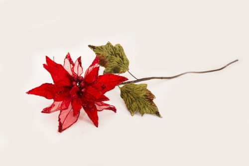 Poinsettia15