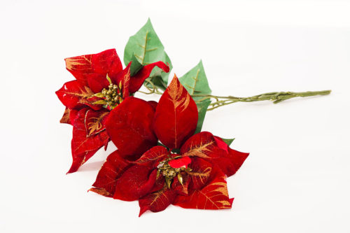 Poinsettia 14