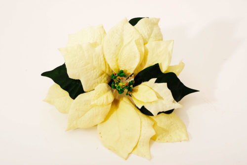 Poinsettia 13