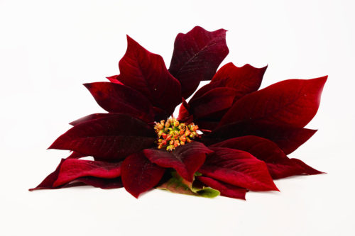 Poinsettia 12