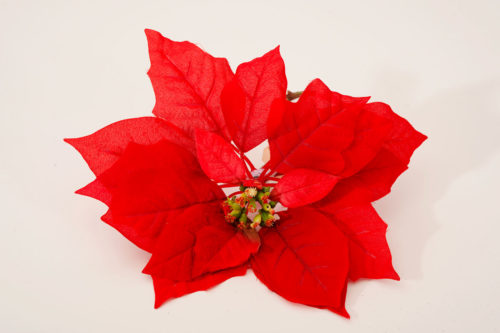 Poinsettia 10