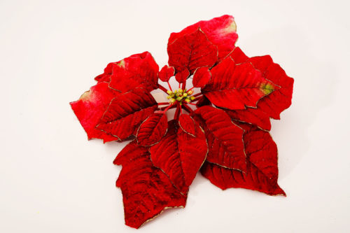 Poinsettia 09