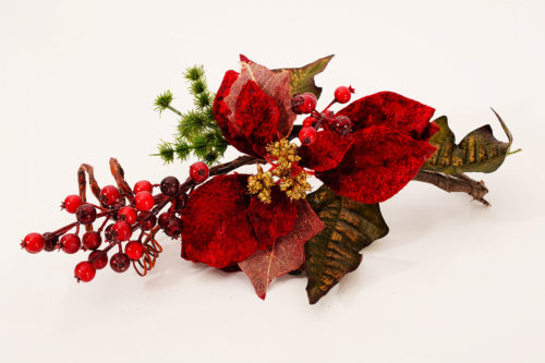 Poinsettia 08