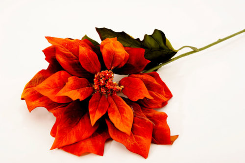 Poinsettia 04