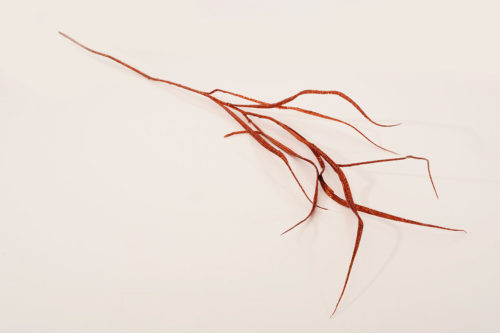 Branche rouge