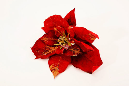 Poinsettia 02