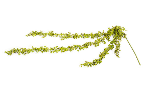 Sedum