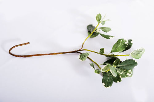 Pittosporum