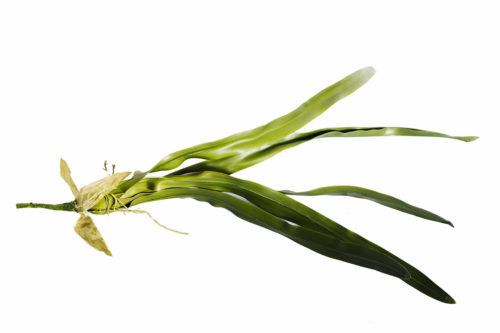 Cymbidium