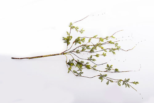 Branche de mousse