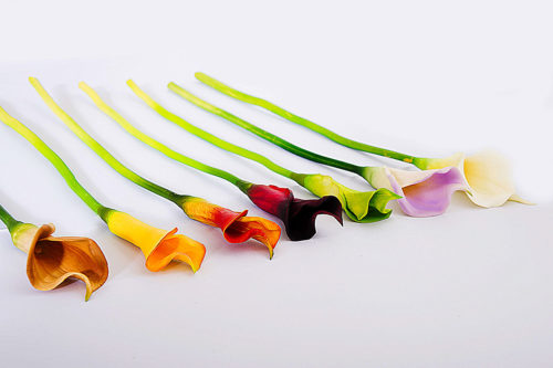 Calla standard