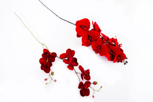 Orchidées rouge