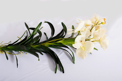 Orchidées crème sur plant