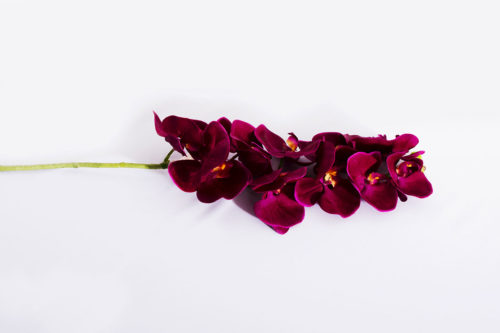 Orchidées mauve