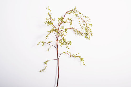 D'eucalyptus
