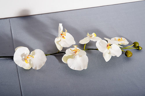 Orchidées blanche standard