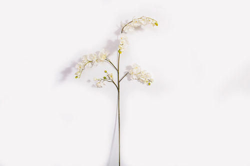 Orchidées blanche géante