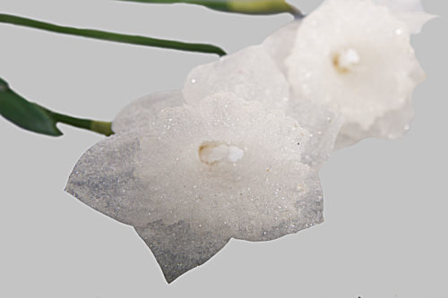 Fleur brillante