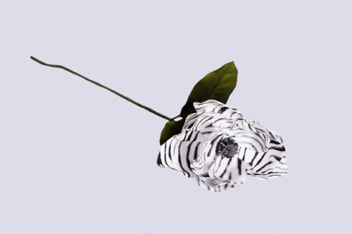 Magnolia zèbré
