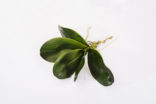 Phaleanopsis