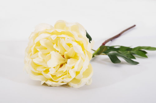 Pivoine