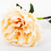 Pivoine