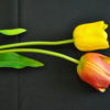 Tulipe