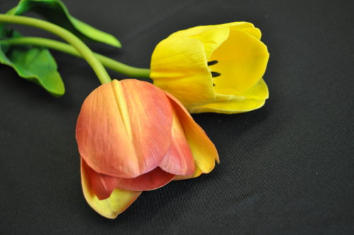 Tulipe