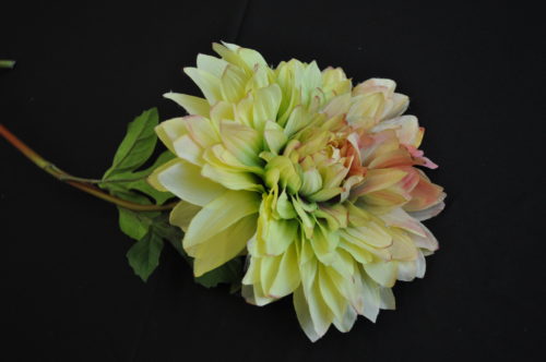 Dahlia