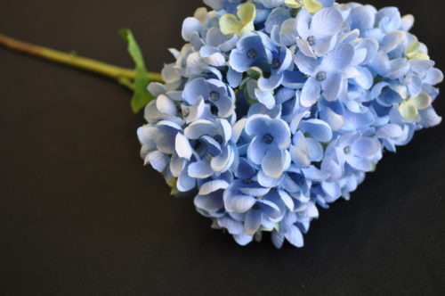 Hydrangé bleu