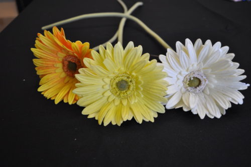 Gerbera