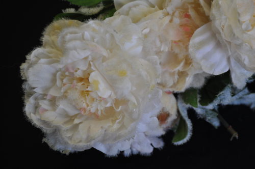 Pivoine enneigé