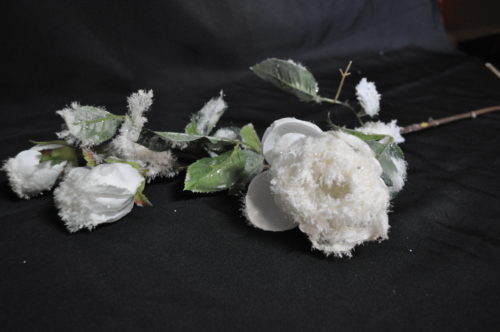 Fleurs enneigée