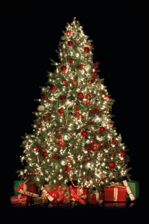 Sapin