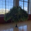 Arbre de saule pleureur